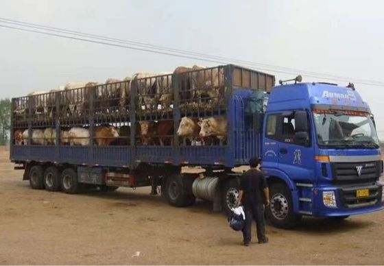 Venda personalizado 3 eixos 20-40tons Semi-remolque de cerca alta para animais de criação de gado